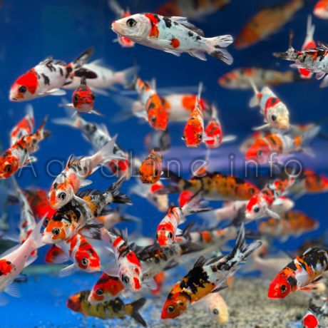 Карп Кои 9-11 см яркие «Трёхцветки» - рыба которая добавит красок в Ваш пруд