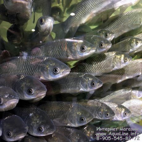 Белый Амур 18-20 см - незаменимая рыба для Вашего водоёма, чистит пруд от твердой растительности