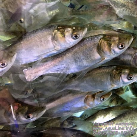 Толстолобик 15-18 см - рыба чистильщик для пруда, фильтрует «зелёную воду» 