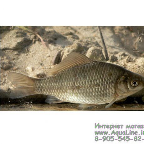 Карась серебряный 12-14 см неприхотливая рыба для пруда