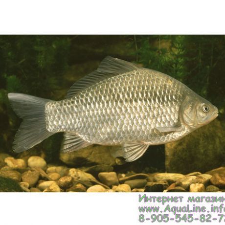 Карась серебряный 15-18 см неприхотливая рыба для пруда