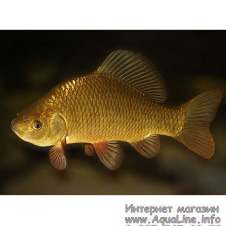 Карась горбатый золотой / красный 6-8 см уникальная рыба для пруда