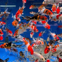 Карп Кои 15-18 см «Трёхцветки» / рыбки добавят красок в Ваш пруд