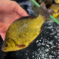 Карась горбатый золотой / красный 14-16 см уникальная рыба для пруда