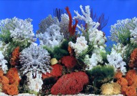 «Коралловый риф» №006 фон пленка для аквариума двухсторонний (выс. 40 см)