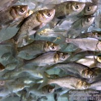 Толстолобик 13-15 см - рыба чистильщик для пруда, фильтрует «зелёную воду» 