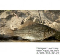 Карась серебряный 12-14 см неприхотливая рыба для пруда