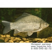 Карась серебряный 15-18 см неприхотливая рыба для пруда