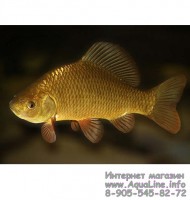 Карась горбатый золотой / красный 10-12 см уникальная рыба для пруда