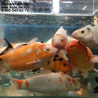 Карп Кои 35-40 см / символ любви, счастья и дружбы, популярная рыба для пруда