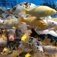Карп Кои 28-30 см - символ любви, счастья и дружбы, популярная рыба для пруда