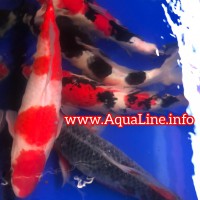 Карп Кои 35-40 см «Премиум» класса / рыба для водоема 