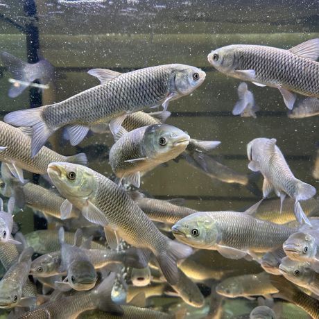 Белый Амур 12-14 см - незаменимая рыба для Вашего водоёма, чистит пруд от твердой растительности