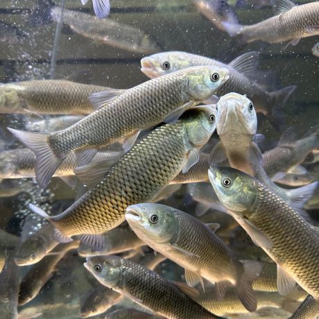 Белый Амур 12-14 см - незаменимая рыба для Вашего водоёма, чистит пруд от твердой растительности