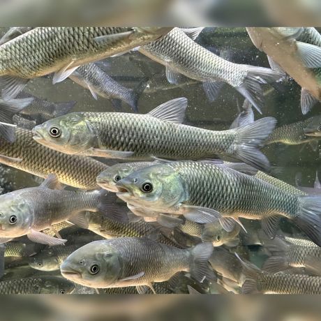 Белый Амур 15-17 см - незаменимая рыба для Вашего водоёма, чистит пруд от твердой растительности