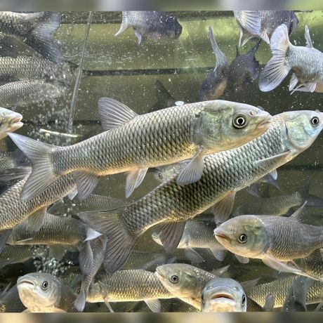 Белый Амур 15-17 см - незаменимая рыба для Вашего водоёма, чистит пруд от твердой растительности
