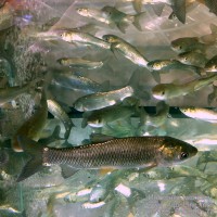 Белый Амур 18-20 см - незаменимая рыба для Вашего водоёма, чистит пруд от твердой растительности